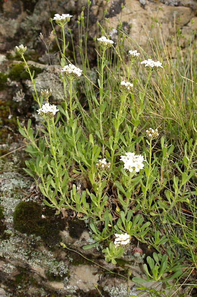 Achillea erba-rotta/Millefoglio erba-rotta